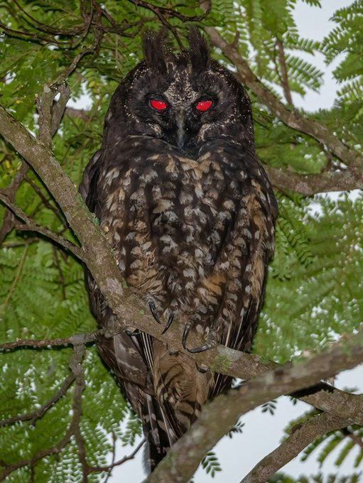 owl